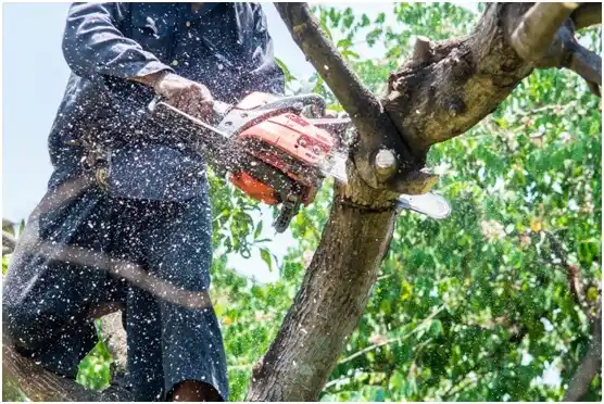 tree services Whiteface